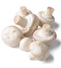 Thanvi Button Mushroom Spawn